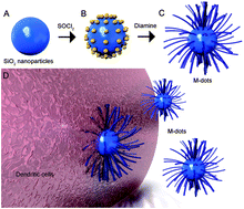 Graphical abstract: Multi-photon imaging of amine-functionalized silica nanoparticles