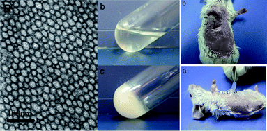 Graphical abstract: Therapeutic application of injectable thermosensitive hydrogel in preventing local breast cancer recurrence and improving incision wound healing in a mouse model