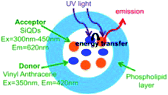 Graphical abstract: Energy transfer from a dye donor to enhance the luminescence of silicon quantum dots