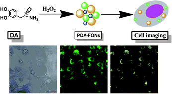 Graphical abstract: Biocompatible polydopamine fluorescent organic nanoparticles: facile preparation and cell imaging
