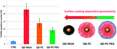 Graphical abstract: In vivo assessment of CdSe–ZnS quantum dots: coating dependent bioaccumulation and genotoxicity
