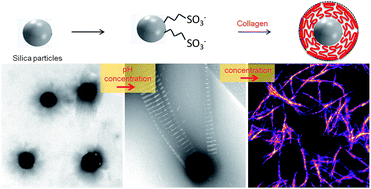 Graphical abstract: Controlling the nano–bio interface to build collagen–silica self-assembled networks