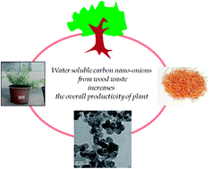 Graphical abstract: Water soluble carbon nano-onions from wood wool as growth promoters for gram plants