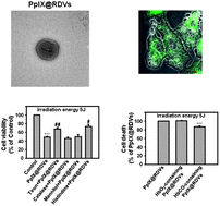 Graphical abstract: Versatile RBC-derived vesicles as nanoparticle vector of photosensitizers for photodynamic therapy