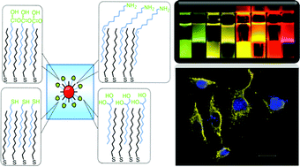 Graphical abstract: Forming double layer-encapsulated quantum dots for bio-imaging and cell targeting