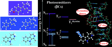 Graphical abstract: Photosensitization of DNA by β-carbolines: Kinetic analysis and photoproduct characterization