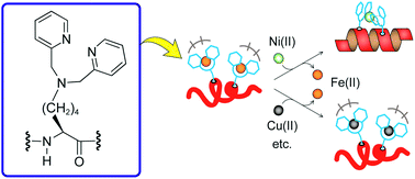 Graphical abstract: Dipicolylamine as a unique structural switching element for helical peptides