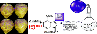 Graphical abstract: The first isocyanide of plant origin expands functional group diversity in cruciferous phytoalexins: synthesis, structure and bioactivity of isocyalexin A