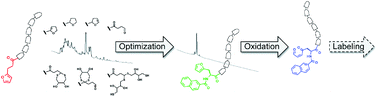 Graphical abstract: Aromatic capping surprisingly stabilizes furan moieties in peptides against acidic degradation