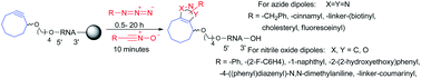 Graphical abstract: Fast RNA conjugations on solid phase by strain-promoted cycloadditions