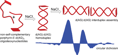 Graphical abstract: Porphyrin–DNA conjugates: porphyrin induced adenine–guanine homoduplex stabilization and interduplex assemblies