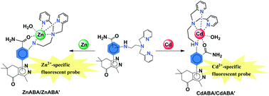 Graphical abstract: Tetrahydroindazolone substituted 2-aminobenzamides as fluorescent probes: switching metal ion selectivity from zinc to cadmium by interchanging the amino and carbamoyl groups on the fluorophore