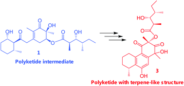 Graphical abstract: A novel tricyclic polyketide and its biosynthetic precursor azaphilone derivatives from the endophytic fungus Dothideomycete sp
