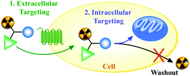 Graphical abstract: Dual-targeting conjugates designed to improve the efficacy of radiolabeled peptides