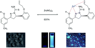 Graphical abstract: A highly sensitive fluorescent probe based on simple pyrazoline for Zn2+ in living neuron cells