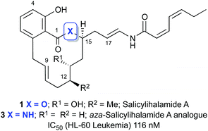 Graphical abstract: Synthesis and biological evaluation of a potent salicylihalamide A lactam analogue