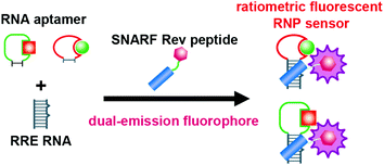 Graphical abstract: Construction of ratiometric fluorescent sensors by ribonucleopeptides