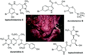 Graphical abstract: Pteridine-, thymidine-, choline- and imidazole-derived alkaloids from the Australian ascidian, Leptoclinides durus