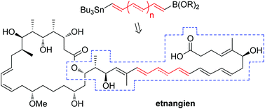 Graphical abstract: Modular synthesis of polyene side chain analogues of the potent macrolide antibiotic etnangien by a flexible coupling strategy based on hetero-bis-metallated alkenes
