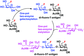 Graphical abstract: Chemoenzymatic synthesis of mono- and di-fluorinated Thomsen–Friedenreich (T) antigens and their sialylated derivatives