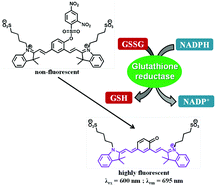 Graphical abstract: A turn-on NIR fluorescence and colourimetric cyanine probe for monitoring the thiol content in serum and the glutathione reductase assisted glutathione redox process