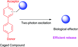 Graphical abstract: The donor–acceptor biphenyl platform: A versatile chromophore for the engineering of highly efficient two-photon sensitive photoremovable protecting groups
