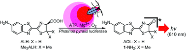 Graphical abstract: Spectroscopic studies of the color modulation mechanism of firefly (beetle) bioluminescence with amino-analogs of luciferin and oxyluciferin