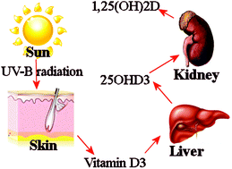 Graphical abstract: Vitamin D content of food and its contribution to vitamin D status: a brief overview and Australian focus