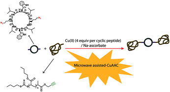 Graphical abstract: Pushing the limits of copper mediated azide–alkyne cycloaddition (CuAAC) to conjugate polymeric chains to cyclic peptides