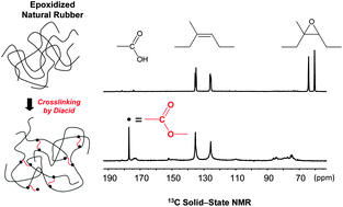 Graphical abstract: Imidazole-accelerated crosslinking of epoxidized natural rubber by dicarboxylic acids: a mechanistic investigation using NMR spectroscopy