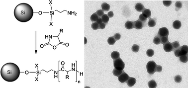 Graphical abstract: Polypeptide core–shell silica nanoparticles with high grafting density by N-carboxyanhydride (NCA) ring opening polymerization as responsive materials and for bioconjugation