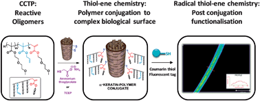 Graphical abstract: Biological surface modification by ‘thiol-ene’ addition of polymers synthesised by catalytic chain transfer polymerisation (CCTP)