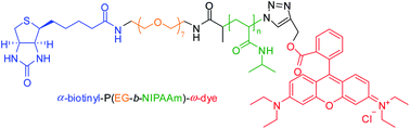 Graphical abstract: Synthesis of α-biotinyl poly(ethylene glycol-b-N-isopropylacrylamide) block copolymers with different fluorescent dyes at the ω-side