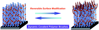 Graphical abstract: Dynamic covalent polymer brushes: reversible surface modification of reactive polymer brushes with alkoxyamine-based dynamic covalent bonds
