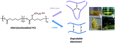 Graphical abstract: Redox and thiol–ene cross-linking of mercapto poly(ε-caprolactone) for the preparation of reversible degradable elastomeric materials