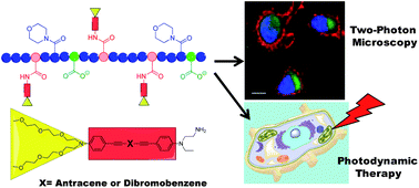Graphical abstract: Biocompatible well-defined chromophore–polymer conjugates for photodynamic therapy and two-photon imaging
