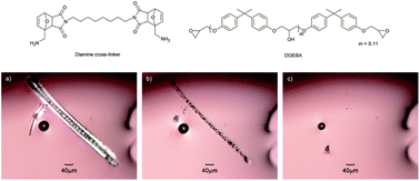 Graphical abstract: Synthesis of a diamine cross-linker containing Diels–Alder adducts to produce self-healing thermosetting epoxy polymer from a widely used epoxy monomer