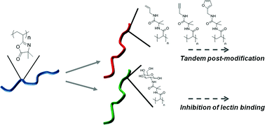 Graphical abstract: Poly(azlactone)s: versatile scaffolds for tandem post-polymerisation modification and glycopolymer synthesis
