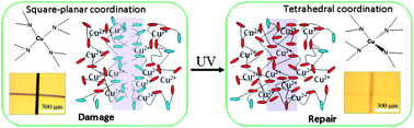 Graphical abstract: Facile UV-healable polyethylenimine–copper (C2H5N–Cu) supramolecular polymer networks