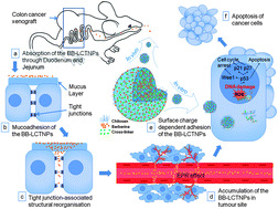 Graphical abstract: Highly bioavailable anticancer herbal-loaded nanocarriers for use against breast and colon cancer in vitro and in vivo systems