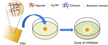 Graphical abstract: Fabrication of antibacterial silver nanoparticle—sodium alginate–chitosan composite films