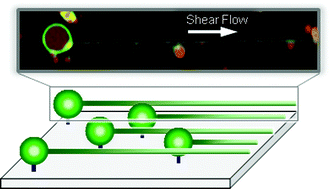 Graphical abstract: Shear flow-induced nanotubulation of surface-immobilized liposomes