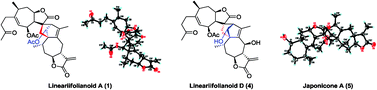 Graphical abstract: Lineariifolianoids A–D, rare unsymmetrical sesquiterpenoid dimers comprised of xanthane and guaiane framework units from Inula lineariifolia