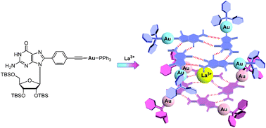 Graphical abstract: La(OTf)3-mediated self-organization of guanosine with an alkynyl-Au(i)PPh3 moiety to induce Au(i)–Au(i) interactions