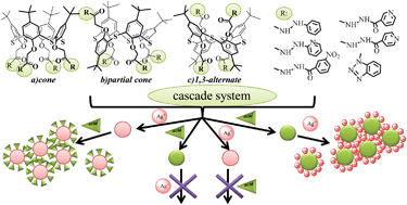 Graphical abstract: Heteroditopic p-tert-butyl thiacalix[4]arenes for creating supramolecular self-assembles by cascade or commutative mechanisms