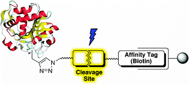 Graphical abstract: A photocleavable affinity tag for the enrichment of alkyne-modified biomolecules