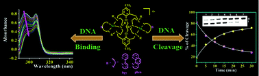 Graphical abstract: Electrochemical, phosphate hydrolysis, DNA binding and DNA cleavage properties of new polyaza macrobicyclic dinickel(ii) complexes