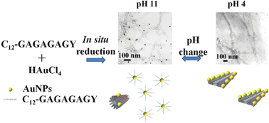 Graphical abstract: Quasi one-dimensional assembly of gold nanoparticles templated by a pH-sensitive peptide amphiphile from silk fibroin
