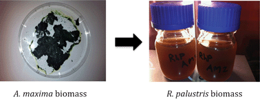 Graphical abstract: Rhodopseudomonas palustris purple bacteria fed Arthrospira maxima cyanobacteria: demonstration of application in microbial fuel cells