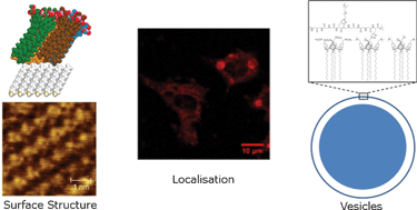 Graphical abstract: Composite fluorescent vesicles based on ionic and cationic amphiphilic calix[4]arenes